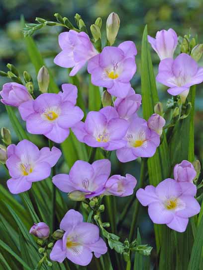 Бульбоцибулина TUBERBULB Export B.V. фрезії простої синьої 5 шт. 