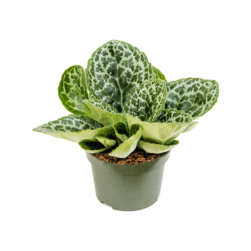 Рослина Стрептокарпус 13х20 Pretty Turtlе