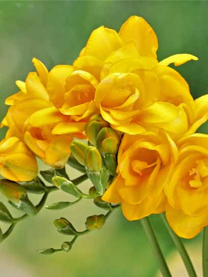 Бульбоцибулина TUBERBULB Export B.V. фрезії повної жовтої 5 шт. 