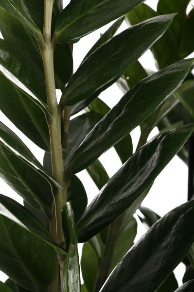 Рослина Заміокулькас 21/90