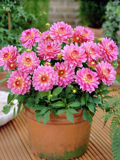 Корнеклубень георгины Геллери Беллини 1 шт. 