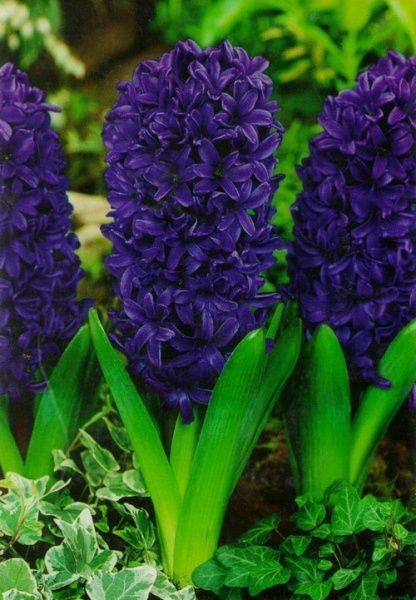 Луковица Яскрава Peter Stuyvesant 2 шт. 