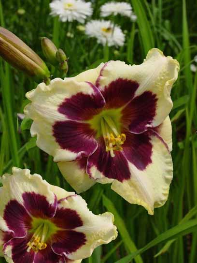 Корневище Heemskerk Vasteplanten B.V. лилейника Серебрейшн Энжелз 1 шт. 