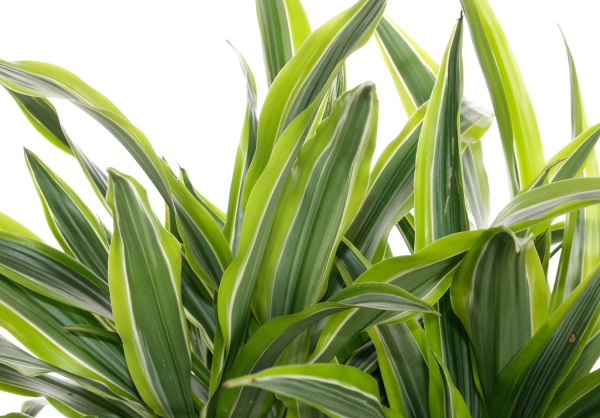 Растение комнатное Драцена 19/110 Артуро