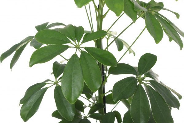 Растение Шефлера Gerda 13/50