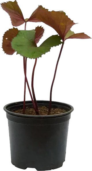 Растение Бузульник Desdemona С7