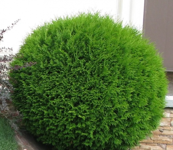 Растение Туя западная Глобоса С3 D20-30(укр)