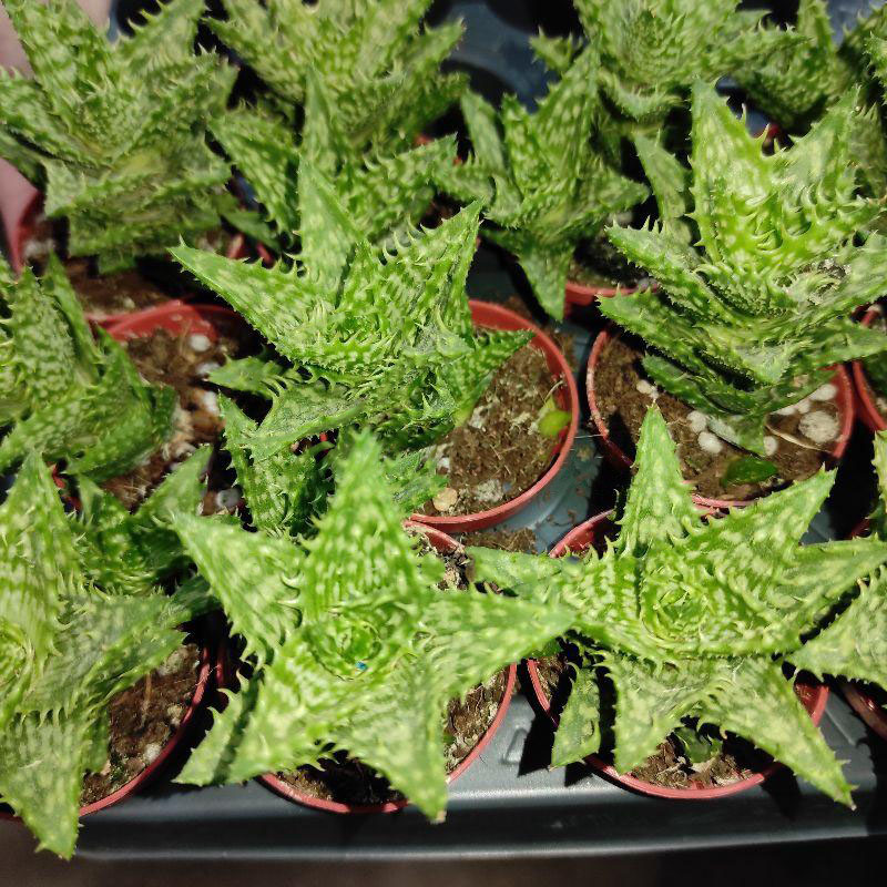 Растение Алоэ 5х10 Squarrosa