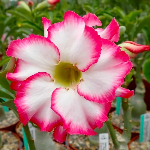 Растение Адениум пикоти d11/h25 