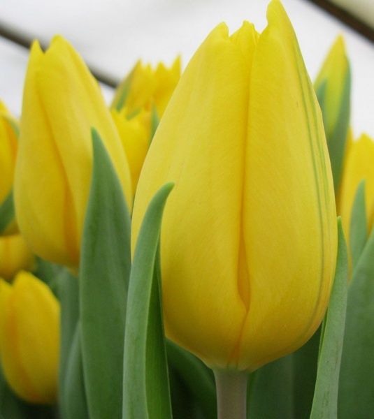 Луковица Тюльпан Strong gold 3 шт. 