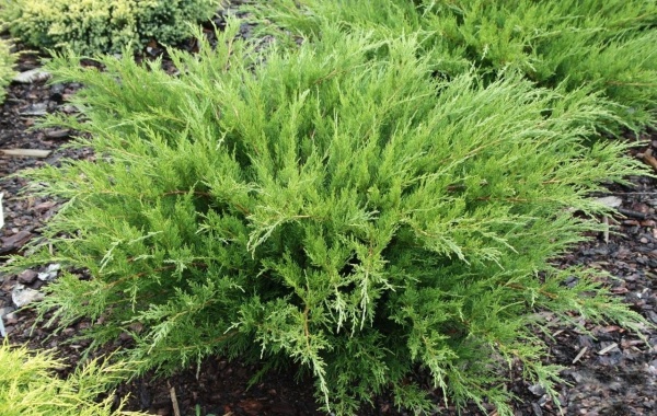 Растение Можжевельник средний Mint Julep (V21-F23 d50-60 WRB)