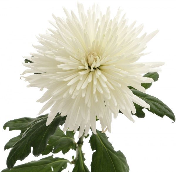 Растение Хризантема Анастасия белая 1 бутон
