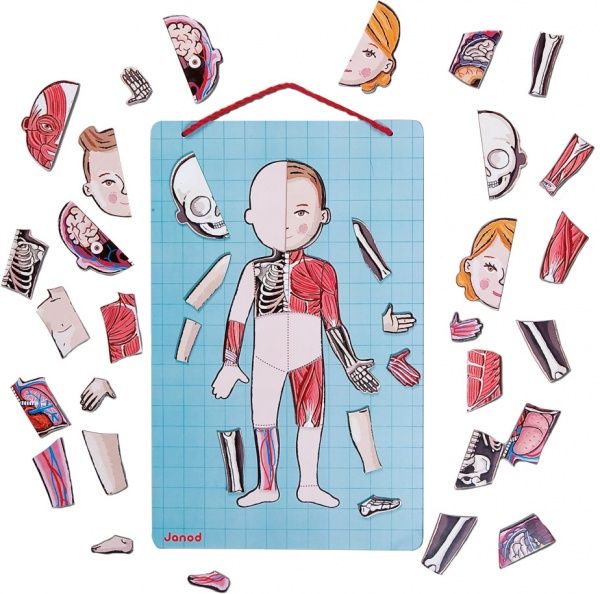 Игровой набор Janod Тело человека J05491