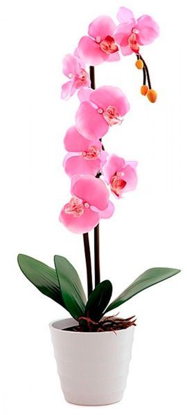 Растение Фаленопсис микс 1 ветка 9х35/45 см