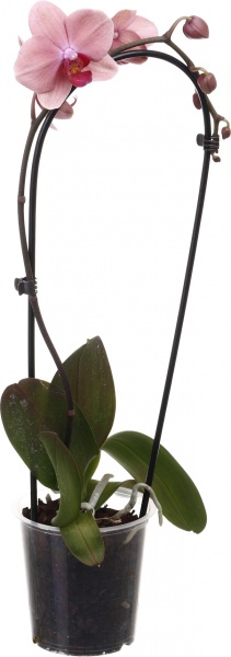 Растение комнатное Фаленопсис Cascade 12x55 см 1 ствол микс