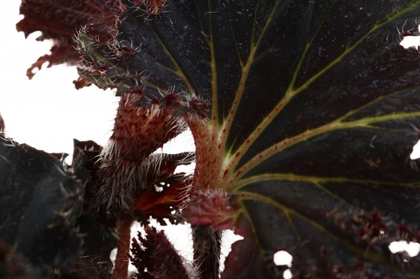 Рослина кімнатна Бегонія рекс 12/20