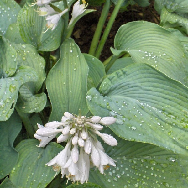 Растение Хоста видовая С5