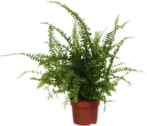 Рослина Нефролепіс Boston 12/35