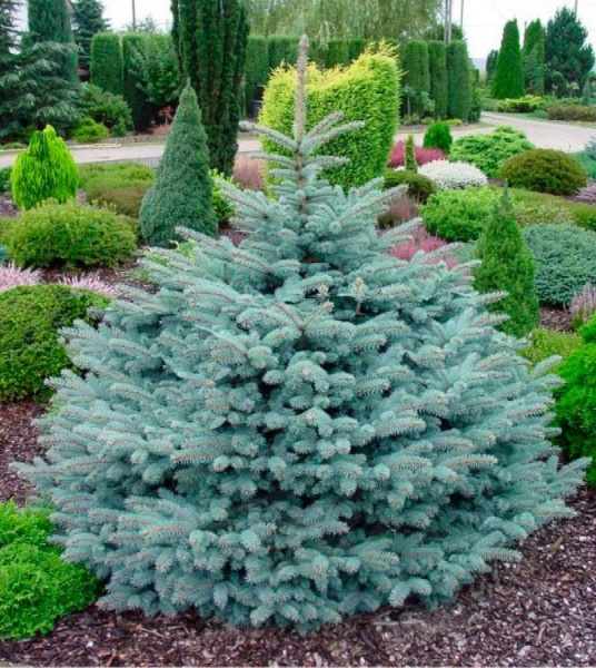 Ель колючая / Picea pungens Glauca Globosa, С5