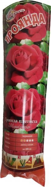 Саджанець Барвиста Троянда плетиста Мушімара