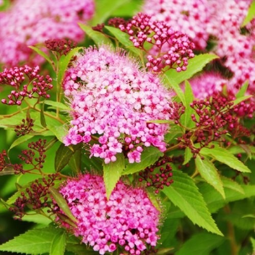 Растение Спирея Генпей С2 D10-15