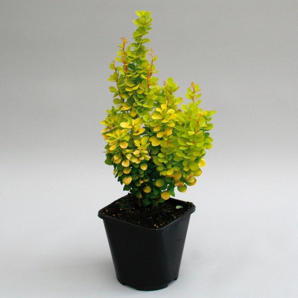Растение Барбарис Тунберга Golden Torch (V21-S23 40+ C5)