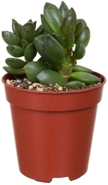 Рослина кімнатна Андроміскус ø5,5 h7