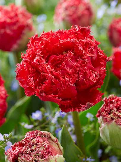 Луковица тюльпана бахромчатого махрового Катар 3 шт. 