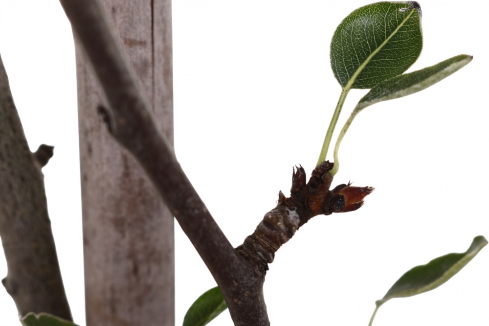 Саджанець Груша в асортименті 3 р (L.15)