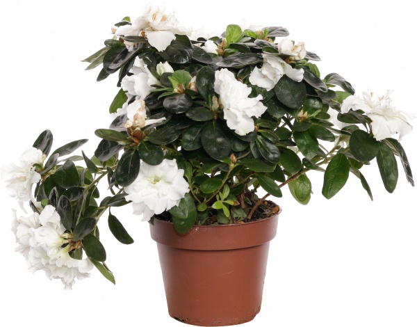 Рослина декоративна Азалія мікс 12/25