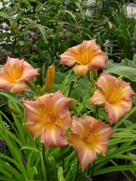 Корневище лилейника Чілдрен Фестівал 1 шт. 