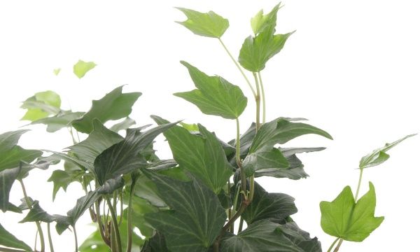 Растение Хедера Вариегата 9/15