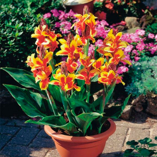 Корнеклубень Яскрава Канна Queen Charlotte 