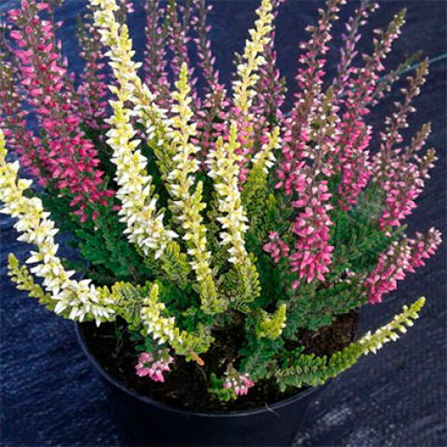 Рослина Верес каллуна 3 кольори у горщику Сансет d12/h25