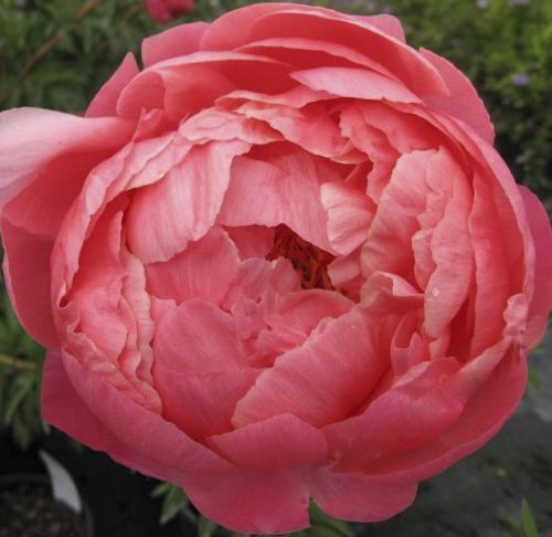 Корневище Яскрава Піон травянистий Coral Charm 1 шт. 