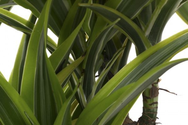 Растение комнатное Драцена Лемон Лайм 3 стволы