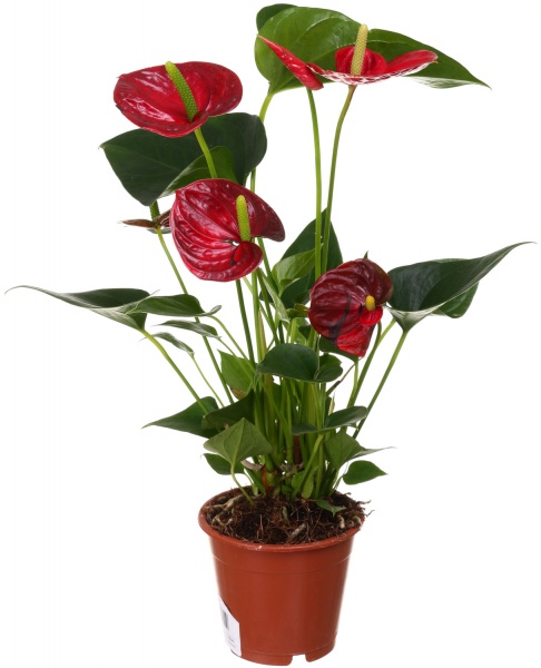 Растение декоративное Антуриум микс 12/35