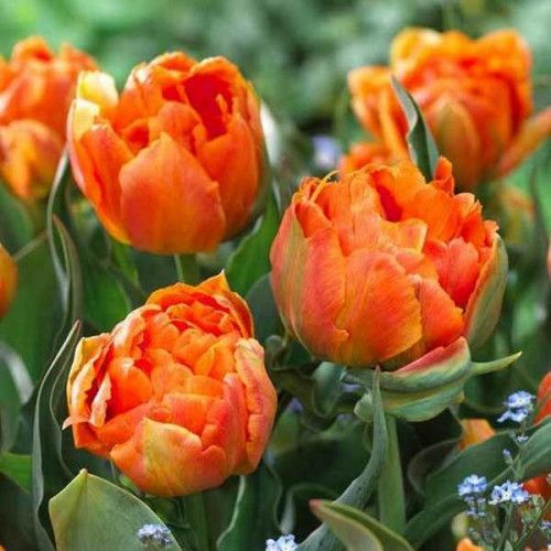 Луковица Яскрава Тюльпан махровый Orca 3 шт. 