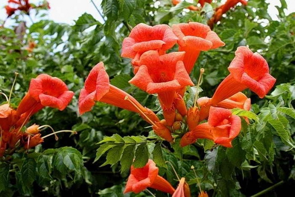 Растение Кампсис d17/h75