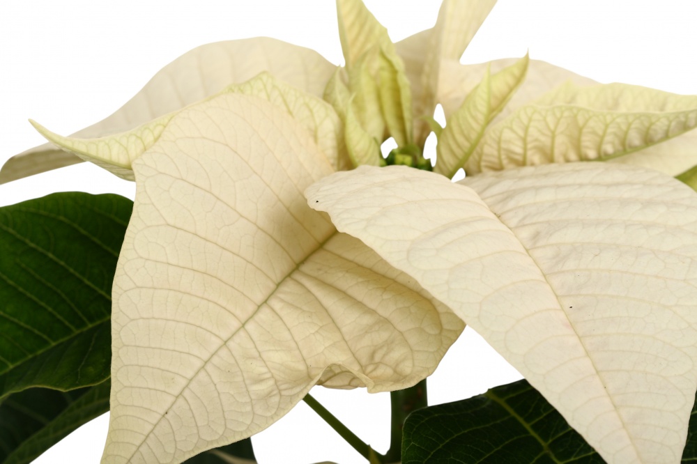 Растение комнатное Пуансетия Эуфорбия пульцерима d17