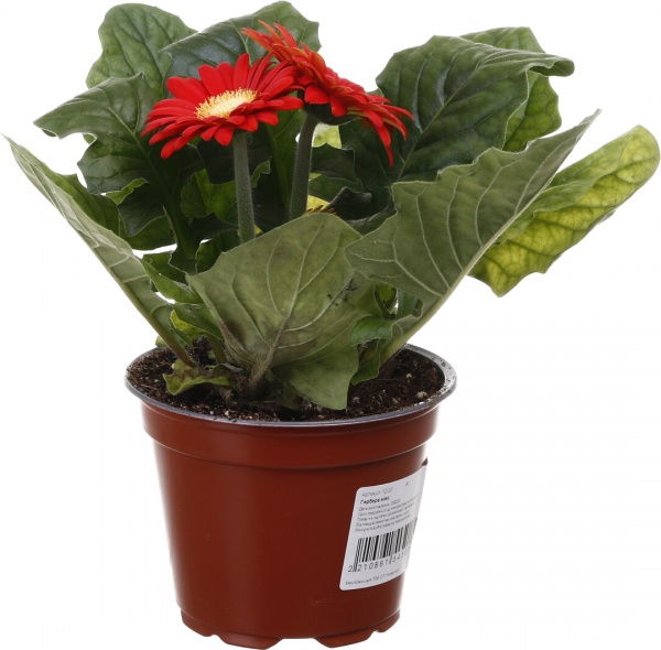 Растение комнатное Гербера микс 12/25