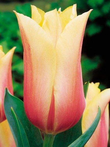 Луковица Яскрава гигантский Blashing Beauty 3 шт. 