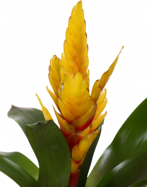 Рослина декоративна Врієзія мікс 12/50