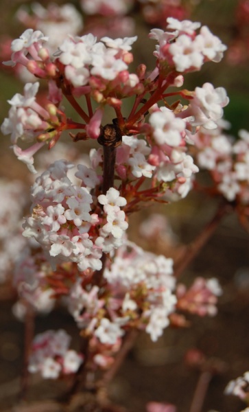 Растение Калина Фаррера/Viburnum farreri С3