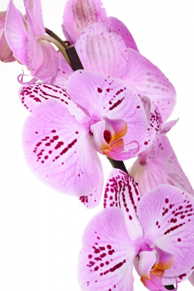 Растение комнатное Фаленопсис 1ветка d12/h70