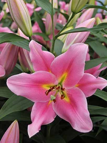 Луковица VWS EXPORT – IMPORT OF FLOWERBULBS B.V. лилии ОТ Диамант 1 шт. 