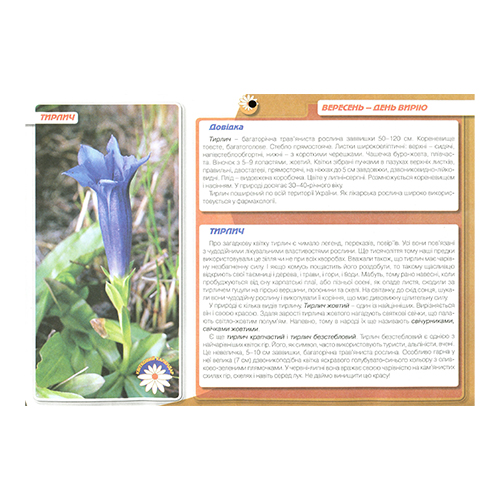 Тетрадь Ольга Тимофеева «Цветочный календарь: наблюдение за погодой + календарь цветения краснокнижных растений» 978-966-634-331-7