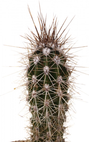 Рослина кімнатна Кактус мікс 5х10 см