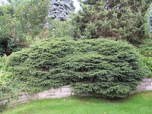 Ель Ель обыкновенная / Picea abies Nidiformis, C7.5