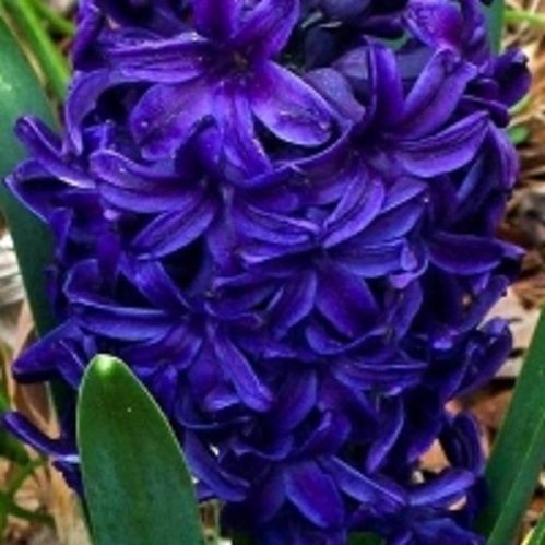 Луковица Гиацинт восточный Питер Стивенсен 3 шт. 